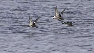 Hooded Merganser Take off in Slow mo