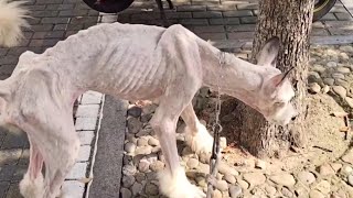 Abandoned Alaskan Malamute, emaciated and starving, a heartbreaking sight.