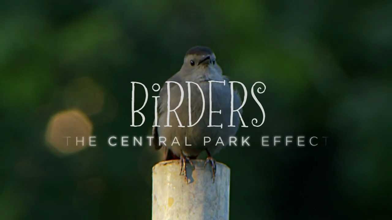 Must-Watch Bird Documentaries