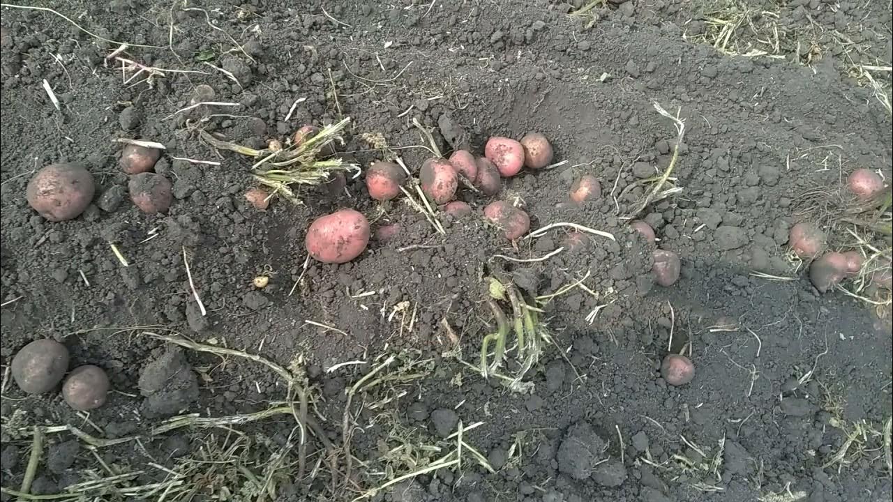 Картофель каптива описание сорта фото отзывы