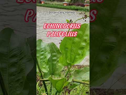 Mexican sword plant, Melati air, Echinodorus palifolius. #shorts #plants #flowers