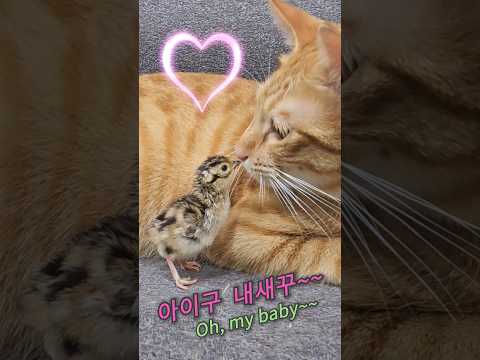 a <strong>cat</strong>&amp;#<strong>39</strong>;s eccentric parenting (고양이의 별난 육아)
