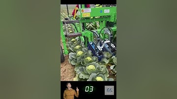 Automatic Cabbage Harvester Gently Uproots with Precision! 🥬🤖