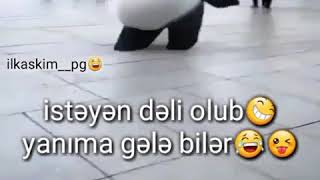 Funny Panda By Ilkaskimpg