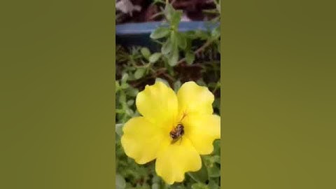 সূরা ইয়াসিন ( سورة يس‎) -  অত্যন্ত দরদী তেলাওয়াত