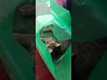 cerita dibalik kantong kresek #kucingkampung #kucing #kucingimut #nakal