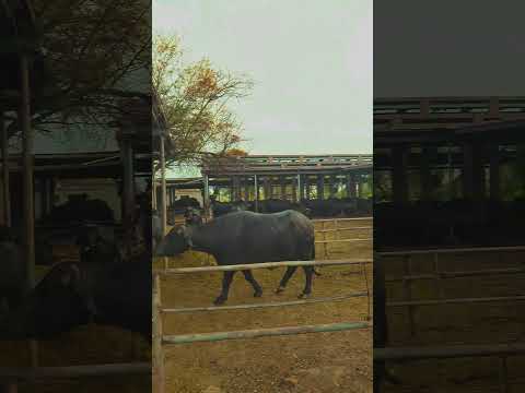 Farm video