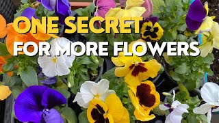 How to Have MORE FLOWERS on Pansies | Pansies vs Violas
