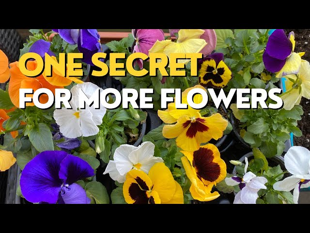 How to Have MORE FLOWERS on Pansies | Pansies vs Violas class=