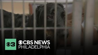 ACCT Philly extends $10 adoptions as part of empty animal shelters campaign