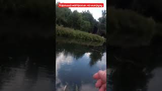 снова Окунь 😁 #fishing #отдых #mormo #природа #bassfishing #река #рыбалка #микроджиг #лето #bass