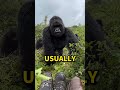 Gorillas Are More Human Than You Think#WildlifeFacts #Gorillas #Shorts