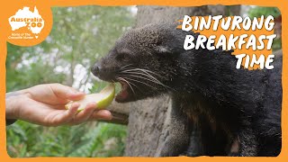 Enjoy the chomps of binturong breakfast | Australia Zoo Life