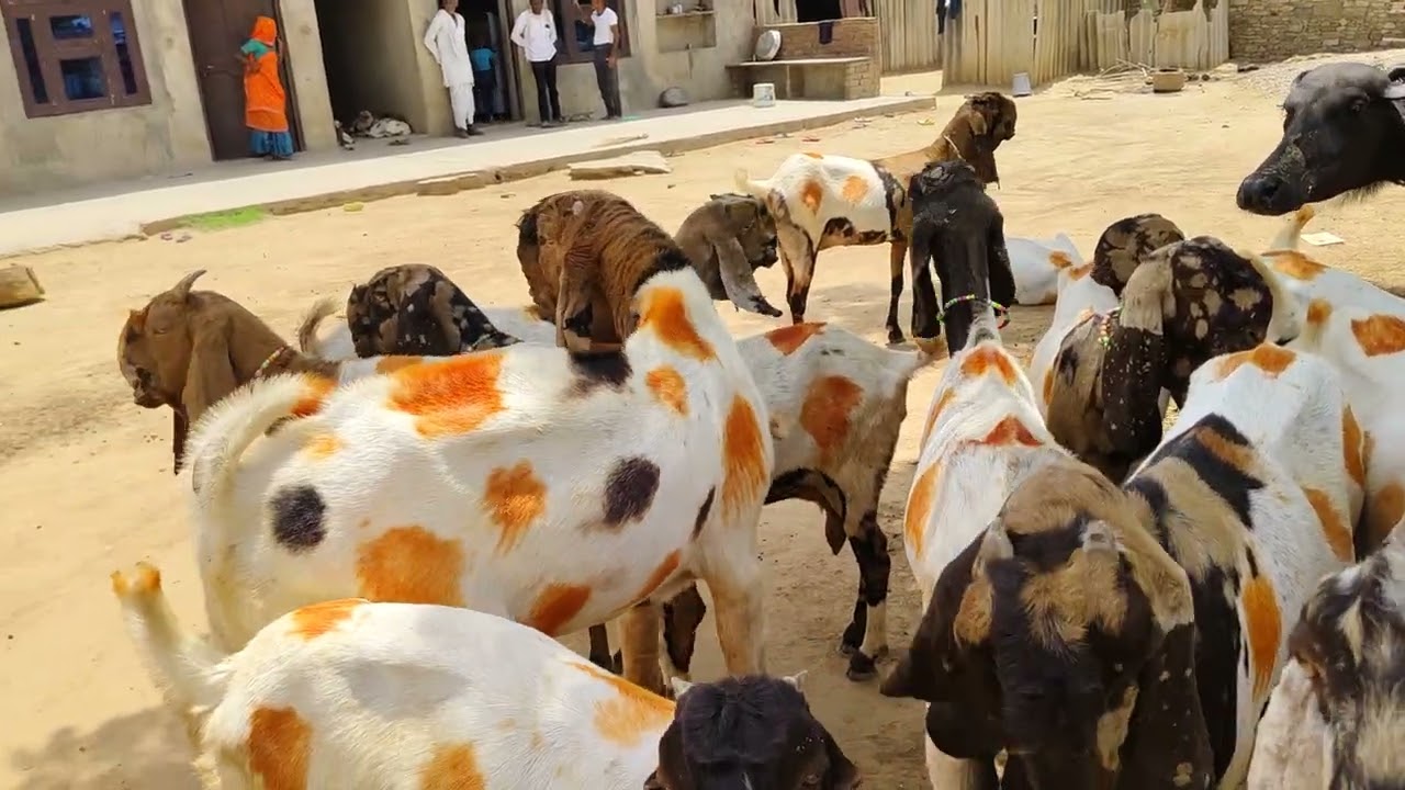 Totapuri bakri full puch face me nember one quality Alwar Rajasthan #beautifullgoats #balaherimandi