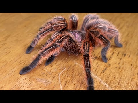 Vídeo: Tarântula aranha. beleza exótica