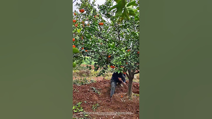 Transplanting An Old Orange Tree In Orchard