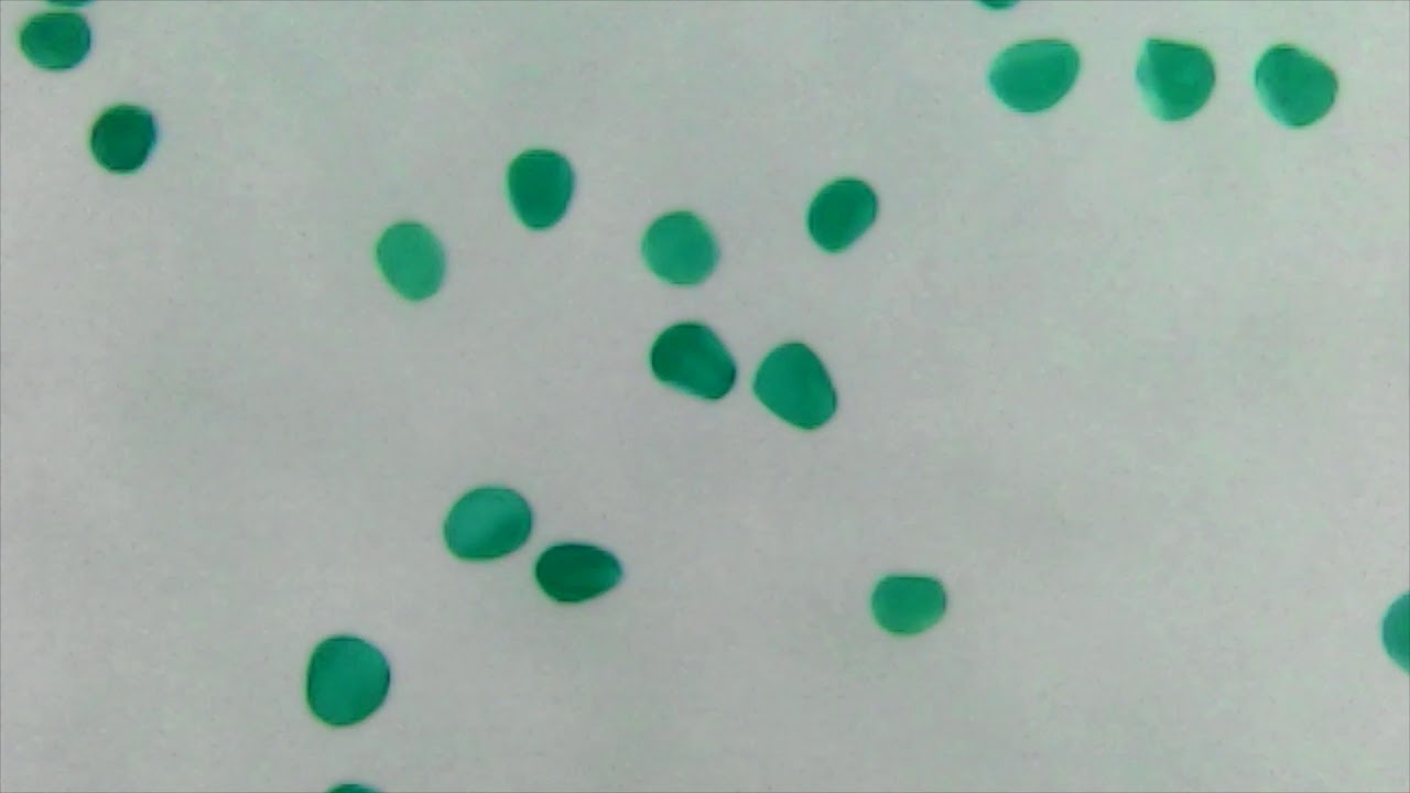 とうもろこしの花粉を顕微鏡でみてみた Youtube