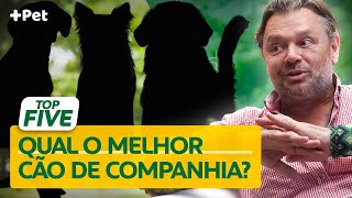 ESSES SÃO OS CINCO MELHORES CÃES DE COMPANHIA! | CANAL MAIS PET