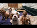 Cavalier puppy live stream