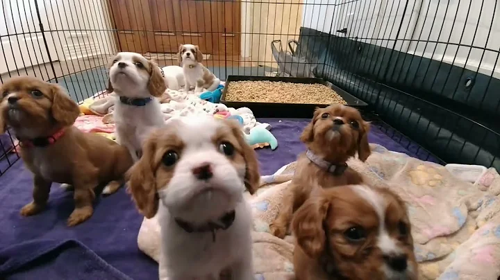 Cavalier Puppy Live Stream