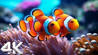 Beautiful Coral Reef Fish 4K(ULTRA HD)  Sea Animals for Relaxation  Relaxing Ocean Fish