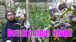 Dendrobium nindii si Anggrek Tanduk Biru
