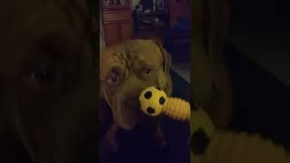 Ozzy is a clone of his dad merkules by Aftershock American bully 12 views 2 years ago 1 minute, 30 seconds