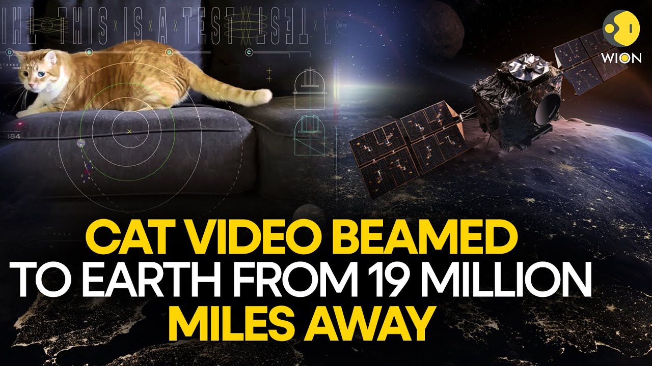 NASA streams an ultra-high-definition video of a cat back to Earth from deep space | WION Originals