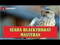 Suara Burung Blackthroat Buat Masteran Mp3 - Mp4 Download