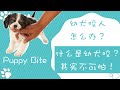 Puppy bite,幼犬咬人怎么办？什么是幼犬咬？其实不可怕，不要妖魔化！