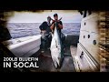 SoCAL BLUEFIN TUNA EXPLOSION! Foaming Schools of 200-lb. Tuna!