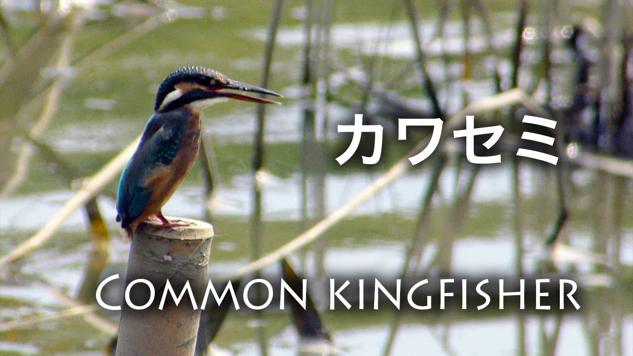 野鳥撮影 野鳥動画 葛西臨海公園 鳥類園で出会った カワセミ 4k Youtube 野鳥撮影 野鳥動画 葛西臨海公園 鳥類園で出会った カワセミ 4k Youtube