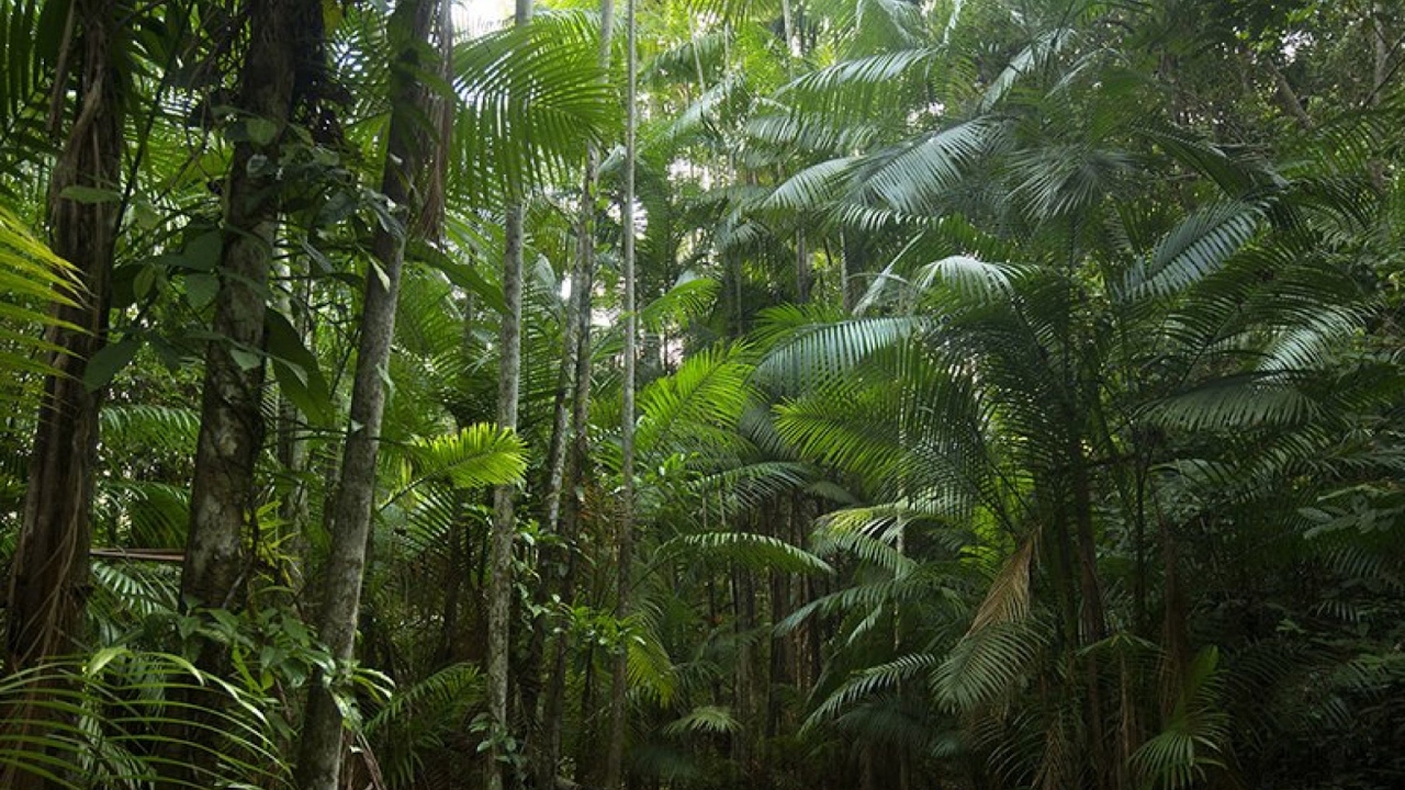 Джунгли бразилии. Тропические леса амазонки в Бразилии. Сельва Бразилии. Бразилия тропические леса Сельва. Амазонские джунгли Бразилия.