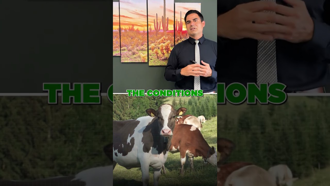 Fuel Your Body Right 🌿 The Benefits of Choosing Grass-Fed Beef! 