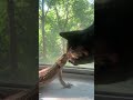 Hes obsessed with him. #cats #lizard #beardie #beardeddragon... #Shorts #browneyedbritty