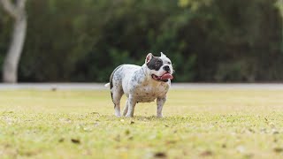 What Is The Average Energy Level Of A Senior Pit Bull?