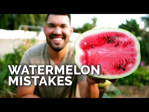 Video: What Is A King Of Hearts Melon: How To Grow King Of Hearts Watermelon Vines