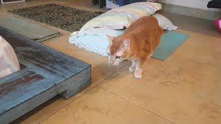 Cat wants new food [ Kucing mau makanan yang baru ] by Tommy and Family 438 views 2 years ago 1 minute, 52 seconds