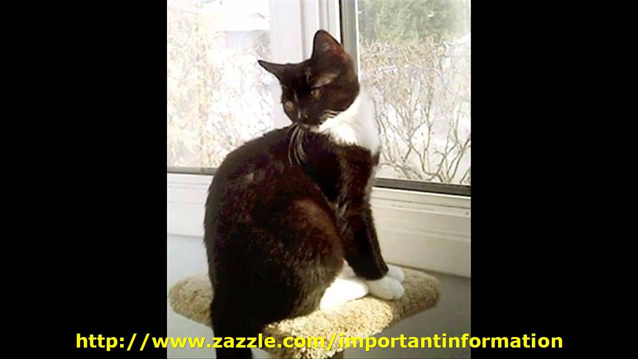 Declawing is harmful to cats! 