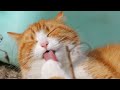 Ultimate compilation of grooming cats