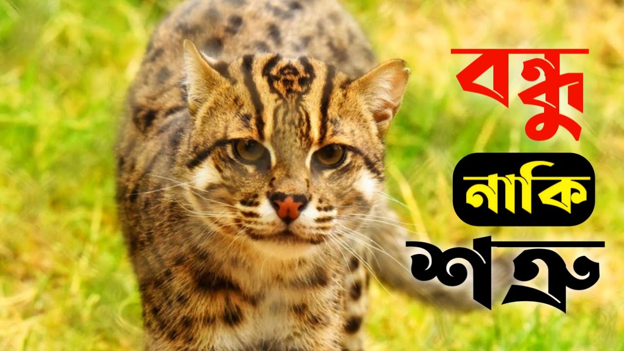 উপকারী বন্ধু আজ কেন শত্রু? বন বিড়াল। Fishing Cat. Civet Cat. Bon Biral