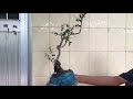 M679 gl cây bùm sum 200k LH 0707713796 Khương bonsai