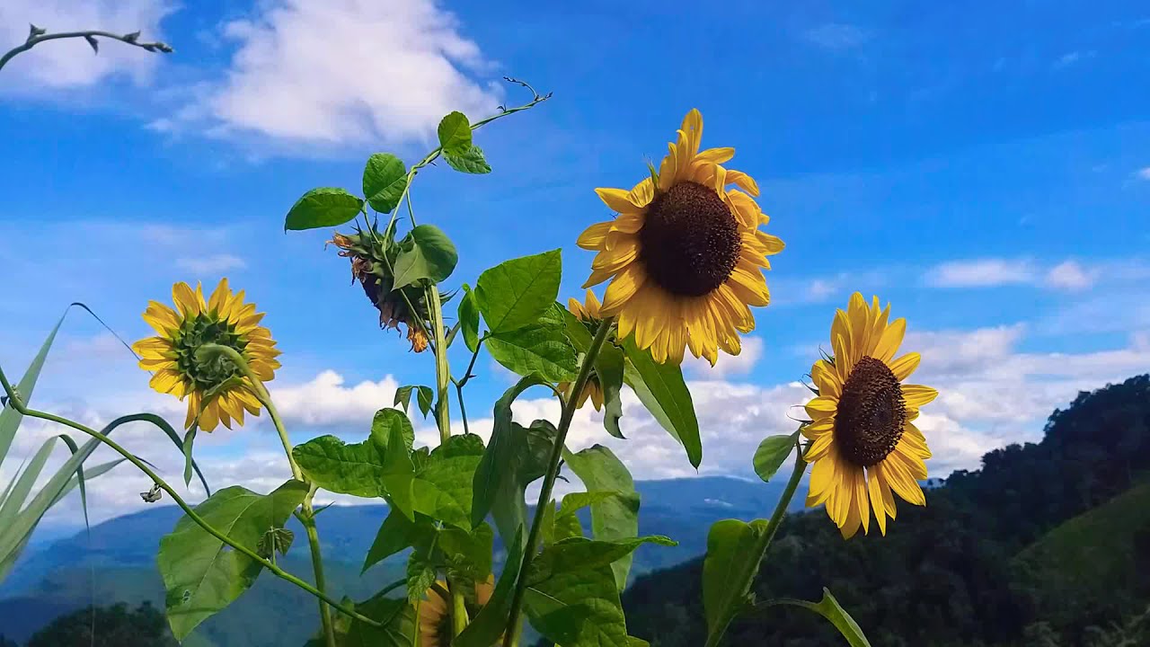 Sunflower smile on me ❤