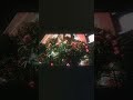 the magic of glowing flowers #nighttime #aesthetic