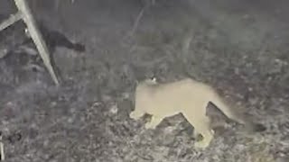 Cougar puts Oregon City neighborhood on alert Neighbors On Edge After Multiple Cougar Sightings