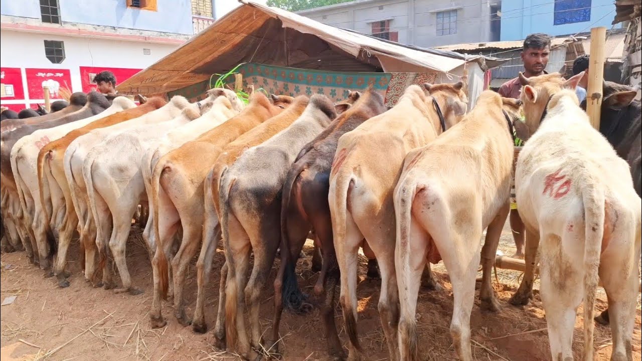 ২৬/২/২৬/🇮🇳ইন্ডিয়ান বর্ডার ক্রস🇮🇳ষাঁড় মাত্র ৪০ হাজার টাকা থেকে শুরু এখনই সুযোগ দেখেশুনে ক্রয় করার!