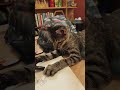 Cute Cat in Cafe!