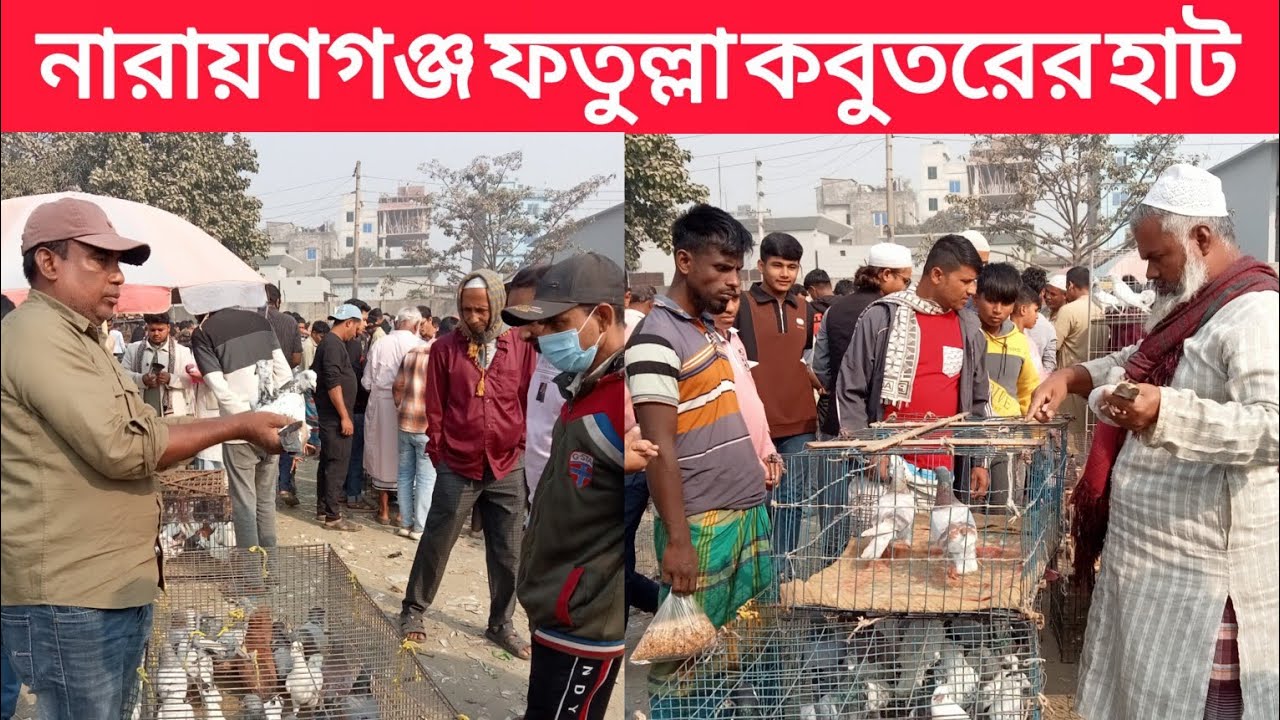 ২৩/১২/২০২৫ নারায়ণগঞ্জ ফতুল্লা কবুতরের হাট।আজ রোজ মঙ্গলবার।প্রতি সপ্তাহে মঙ্গলবার এবং শুক্রবার বসে।