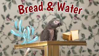 Einstein Requests: Bread, Water & More! by Einstein Parrot 6,108 views 4 days ago 3 minutes, 20 seconds