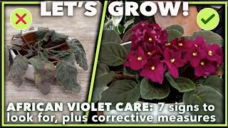 African Violet Rescue 7 Silent Killers And How To Avoid Them